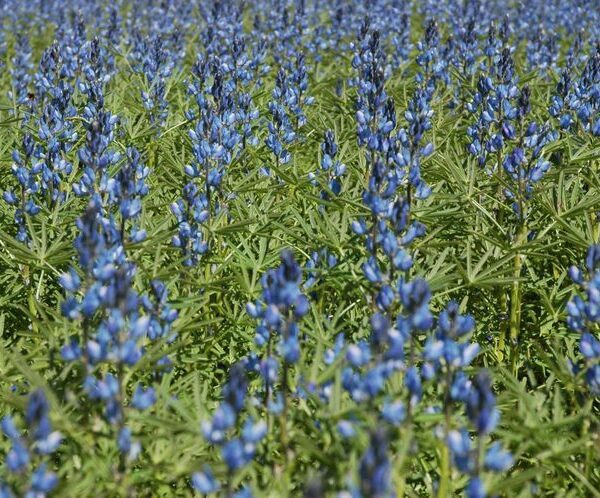 Люпин узколистный