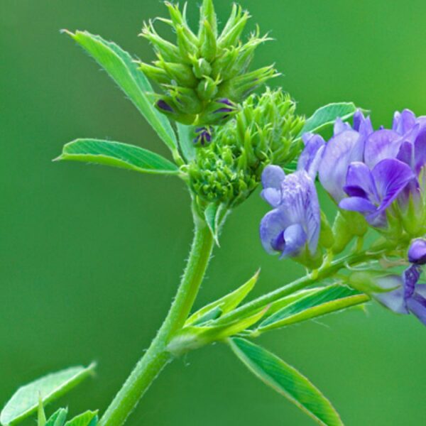 Люцерна посевная