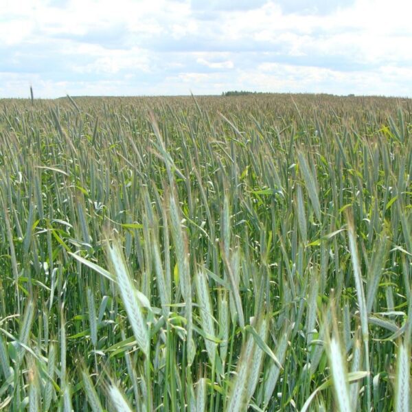 Озимая рожь