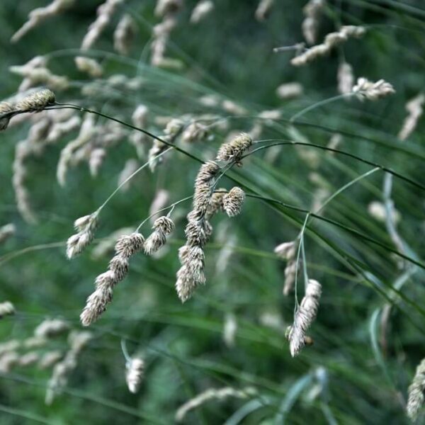 Ежа сборная