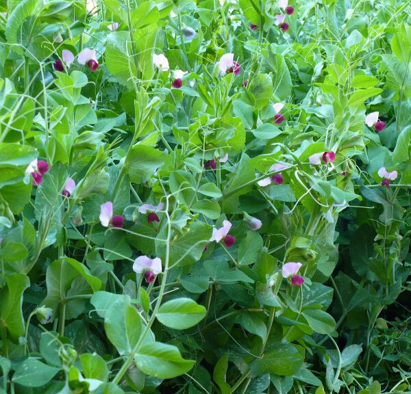 Горох полевой (пелюшка)