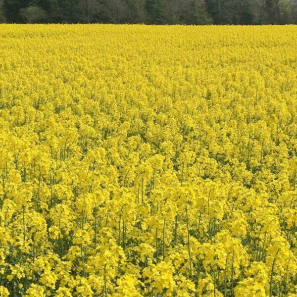 Яровый рапс