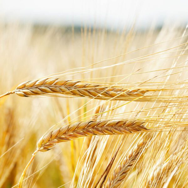 Яровой ячмень