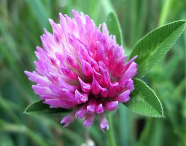 Клевер луговой (красный)