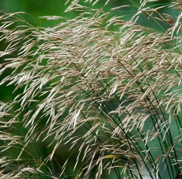 Кострец безостый