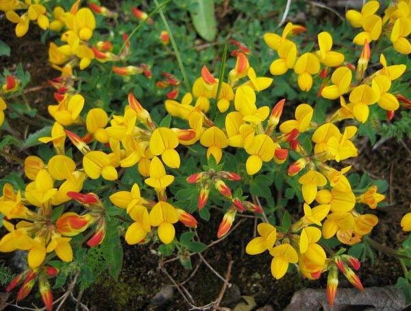 Лядвенец рогатый