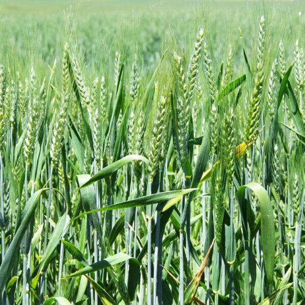 Пшеница озимая