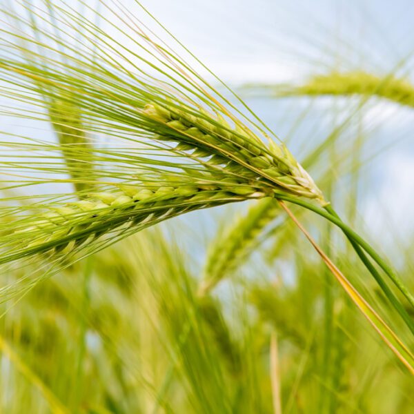 Яровая рожь