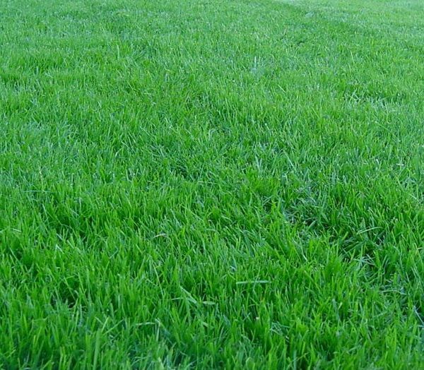 Райграс пастбищный