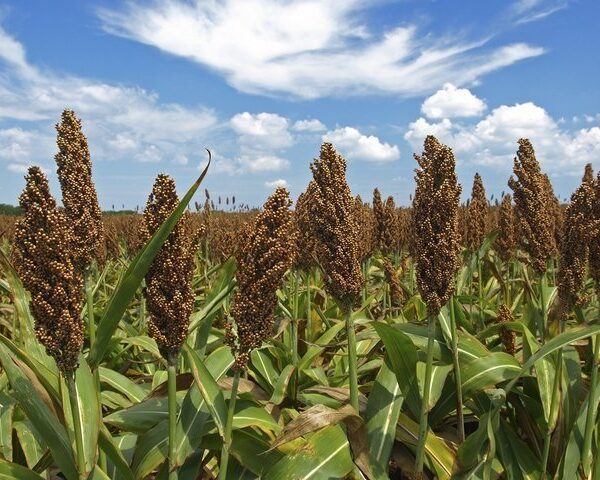 Сорго сахарное