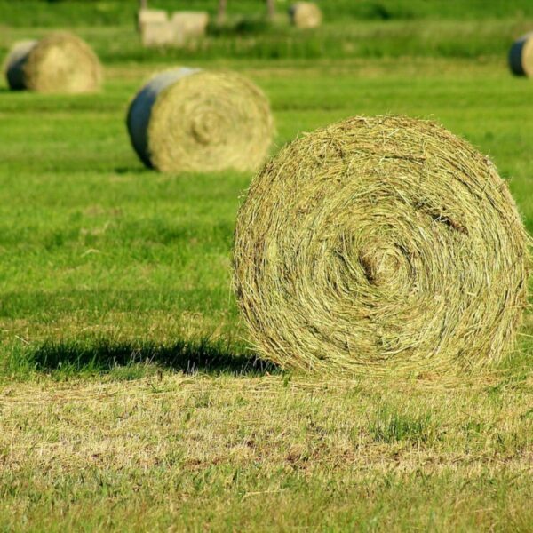 Травосмесь сенокосная