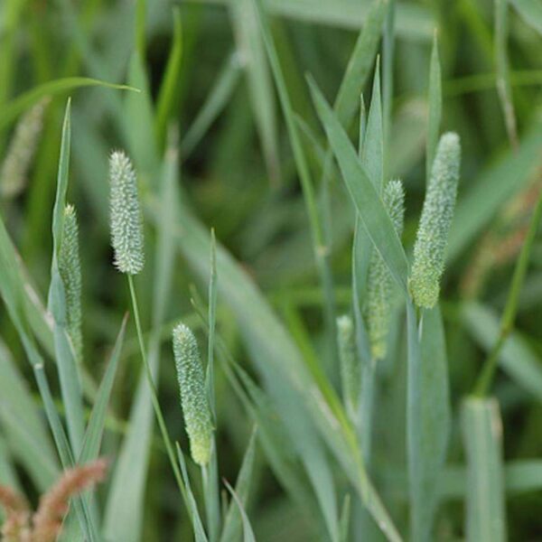 Тимофеевка луговая