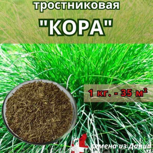 Овсяница тростниковая "КОРА", 1 кг