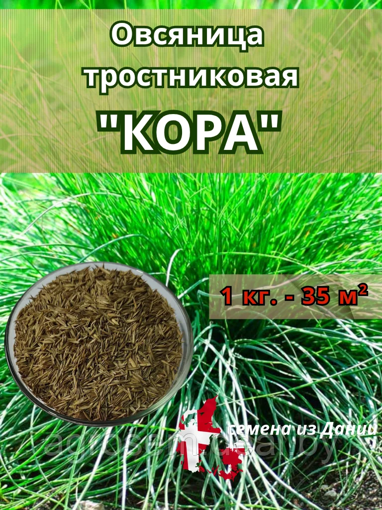 изображение_2025-09-24_185735790 Овсяница тростниковая "КОРА", 1 кг — изображение 1